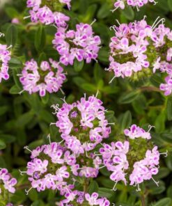 3000 SUMMER SAVORY Satureja Hortensis Herb Purple Flower Seeds