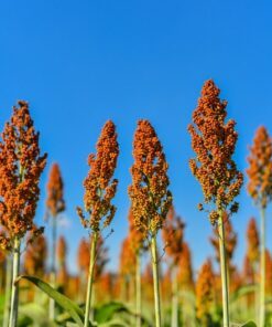Alternative view of 50 HONEY DRIP SORGHUM Bicolor Honey Drop Syrup Grain Vegetable Seeds