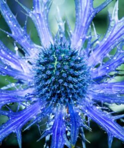 Alternative view of 25 BLUE Star SEA HOLLY Eryngium Alpinum Flower Seeds *Comb S/H