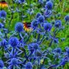 25 BLUE Star SEA HOLLY Eryngium Alpinum Flower Seeds *Comb S/H