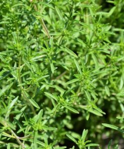 Alternative view of 3000 SUMMER SAVORY Satureja Hortensis Herb Purple Flower Seeds
