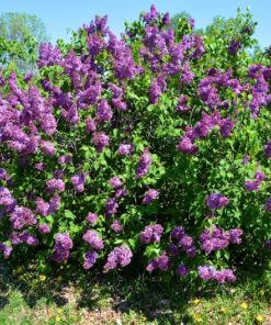 Alternative view of 25 FRENCH / Old FASHIONED LILAC Syringa Vulgaris Flower Shrub Bush Seeds