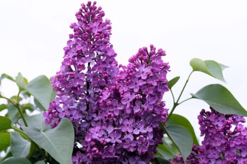 25 FRENCH / Old FASHIONED LILAC Syringa Vulgaris Flower Shrub Bush Seeds