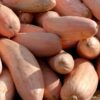 25 Jumbo PINK BANANA SQUASH Perilla Frutescens Heirloom Winter Vegetable Seeds