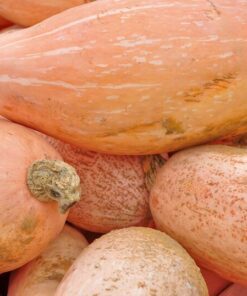 Alternative view of 25 Jumbo PINK BANANA SQUASH Perilla Frutescens Heirloom Winter Vegetable Seeds