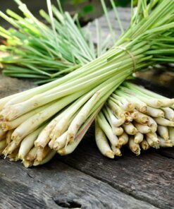 Alternative view of 100 LEMONGRASS East Indian Lemon Grass Fragrant Ornamental Edible Cymbopogon Flexuosus Seeds