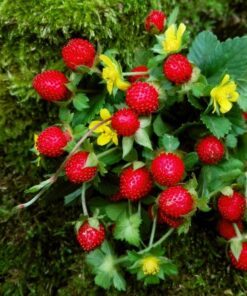 50 Edible Red MOCK STRAWBERRY Potentilla Indica Duchesnea Fruit Berry Seeds Comb S/H