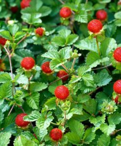 Alternative view of 50 Edible Red MOCK STRAWBERRY Potentilla Indica Duchesnea Fruit Berry Seeds Comb S/H