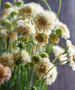 Alternative view of 80+ Scabiosa Apricot Yellow Seeds – Self-Sowing Annual, Deer-Resistant, Fragrant, 36" Tall, Ideal for Cut Gardens, Zones 3-8