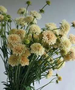 80+ Scabiosa Apricot Yellow Seeds – Self-Sowing Annual, Deer-Resistant, Fragrant, 36" Tall, Ideal for Cut Gardens, Zones 3-8