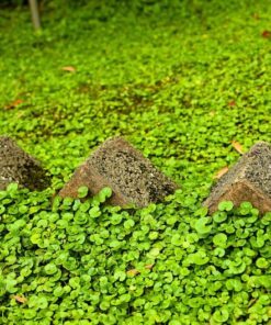 Alternative view of 1000 DICHONDRA Repens aka Lawn Leaf Flower Evergreen Ground Cover Seeds