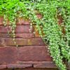 1000 DICHONDRA Repens aka Lawn Leaf Flower Evergreen Ground Cover Seeds