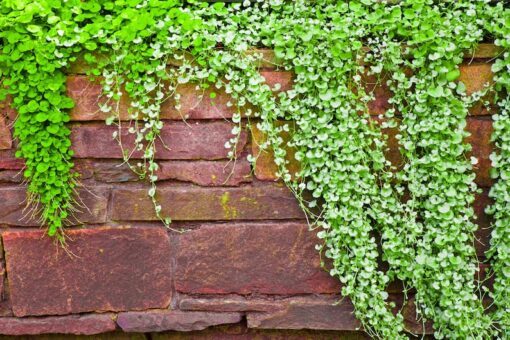 1000 DICHONDRA Repens aka Lawn Leaf Flower Evergreen Ground Cover Seeds