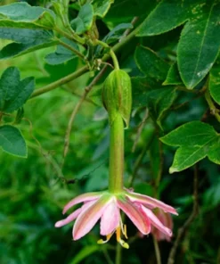 10 Banana Passion Fruit Seeds - Passiflora mollissima - Heirloom - Yellow Fruit - Fast Growing Vine