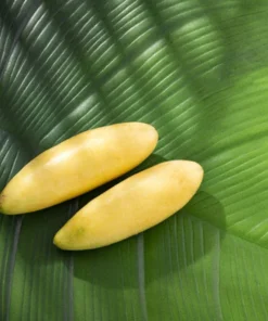 10 Banana Passion Fruit Seeds - Passiflora mollissima - Heirloom - Yellow Fruit - Fast Growing Vine