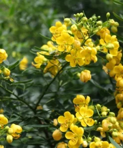 10 Cassia Tree Seeds - Tropical Senna - Fast-Growing, Pale Yellow Flowers