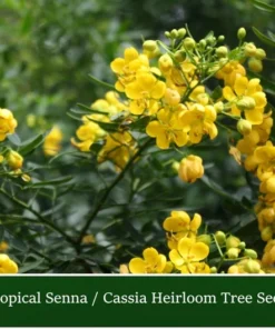 10 Cassia Tree Seeds - Tropical Senna - Fast-Growing, Pale Yellow Flowers
