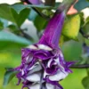 10 Datura Metel Fastuosa Seeds - Purple Angels Trumpet - Tropical Flower