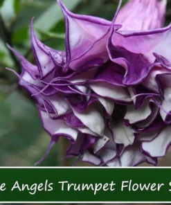 10 Datura Metel Fastuosa Seeds - Purple Angels Trumpet - Tropical Flower