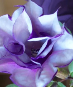 10 Datura Metel Fastuosa Seeds - Purple Angels Trumpet - Tropical Flower