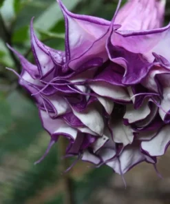 10 Datura Metel Fastuosa Seeds - Purple Angels Trumpet - Tropical Flower