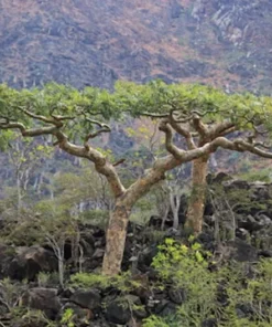 10 Heirloom Frankincense Seeds - Boswellia Serrata - Indian Frankincense - Unique & Limited Supply