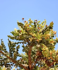 10 Heirloom Frankincense Seeds - Boswellia Serrata - Indian Frankincense - Unique & Limited Supply