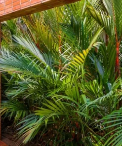 10 Heirloom Red Sealing Wax Palm Seeds - Cyrtostachys renda - Lipstick Palm