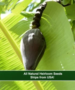 10 Heirloom Seeds Cheesmans Banana Musa cheesmanii Rare Ornamental Plant