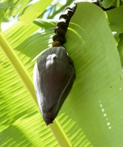 10 Heirloom Seeds Cheesmans Banana Musa cheesmanii Rare Ornamental Plant