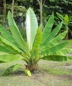 10 Heirloom Tropical Seeds - Cliff Banana - Ensete superbum - Unique Ornamental Plant