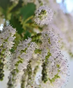 10 Heirloom Tropical Seeds - Commiphora berryi - Rare Balm of Gilead - Non-GMO