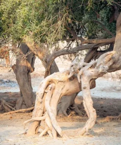 10 Heirloom Tropical Seeds - Toothbrush Tree - Salvadora persica - Multi-Use