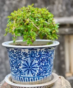 10 Heirloom Tropical Seeds - Toothbrush Tree - Salvadora persica - Multi-Use