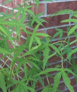 10 Heirloom White Kenaf Flower Seeds - Hibiscus - Tall Perennial Plant