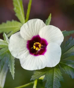 10 Heirloom White Kenaf Flower Seeds - Hibiscus - Tall Perennial Plant