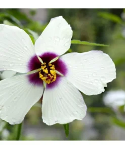 10 Heirloom White Kenaf Flower Seeds - Hibiscus - Tall Perennial Plant