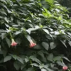 10 Pink Angels Trumpet Seeds - Brugmansia suaveolens - Tropical Container Plant