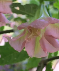 10 Pink Angels Trumpet Seeds - Brugmansia suaveolens - Tropical Container Plant