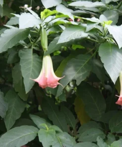 10 Pink Angels Trumpet Seeds - Brugmansia suaveolens - Tropical Container Plant
