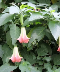 10 Pink Angels Trumpet Seeds - Brugmansia suaveolens - Tropical Container Plant