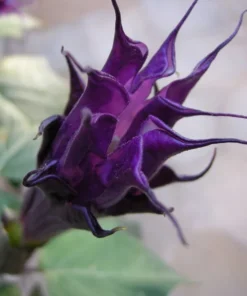 10 Purple Moonflower Seeds - Datura - Ornamental Tropical Flower - Sweet Aromatic Blooms