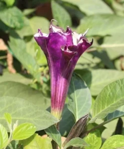 10 Purple Moonflower Seeds - Datura - Ornamental Tropical Flower - Sweet Aromatic Blooms