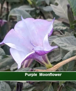 10 Purple Moonflower Seeds - Datura - Ornamental Tropical Flower - Sweet Aromatic Blooms