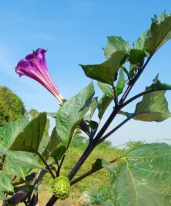 10 Purple Moonflower Seeds - Datura - Ornamental Tropical Flower - Sweet Aromatic Blooms