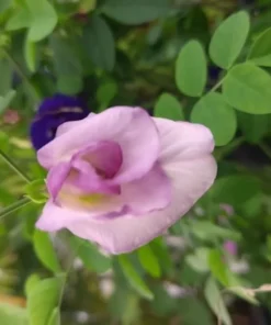 10 Rare Double Pink Butterfly Pea Seeds - Clitoria ternatea - Vibrant Groundcover