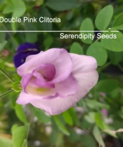 10 Rare Double Pink Butterfly Pea Seeds - Clitoria ternatea - Vibrant Groundcover