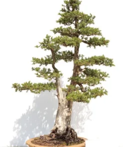 10 Seeds California Redwood - Sequoia sempervirens - Coastal Tree Variety