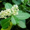 10 Seeds Calotropis gigantea Rare White Crown Flower for Monarch Butterflies