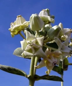 10 Seeds Calotropis gigantea Rare White Crown Flower for Monarch Butterflies